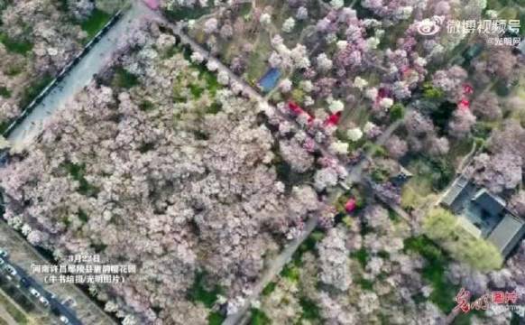 河南鄢陵唐韵樱花园万株樱花盛放如云霞