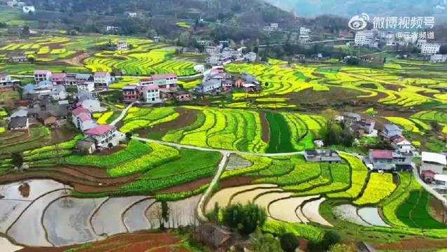 凤堰古梯田万亩油菜花盛放，成毅歌声伴田园风光