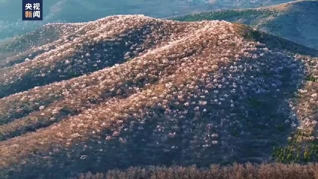 山西晋城太行山3000亩山桃花盛放