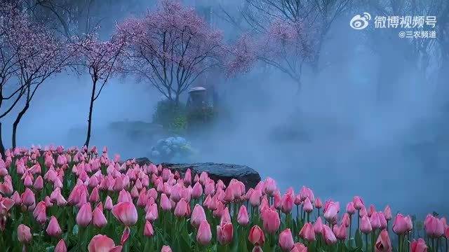 南京中山植物园雨中郁金香如莫奈花园，成毅歌声伴赏