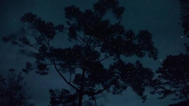 森林夏夜里的萤火虫，真的有童话的味道了