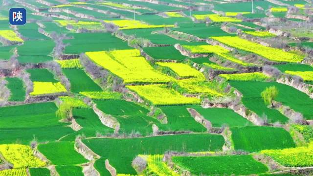 长安魏寨梯田油菜花盛放，金色花海引客来