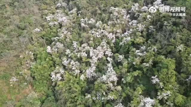 云南玉荷花迎春绽放，雪缀青山尽显春意
