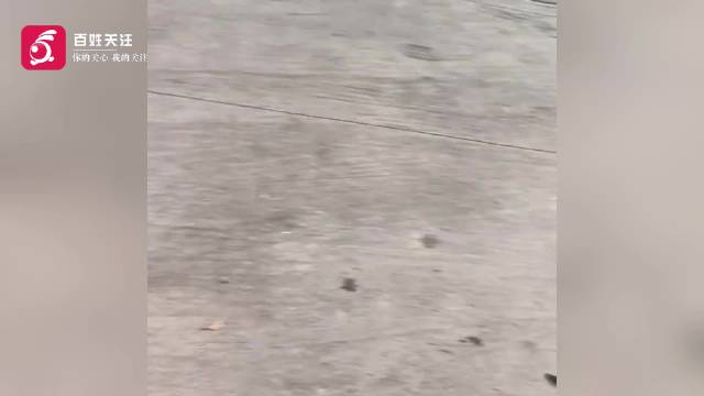 广东江门一男子骑摩托投毒偷狗致两狗身亡 目击者：灌糖水20分钟未救活