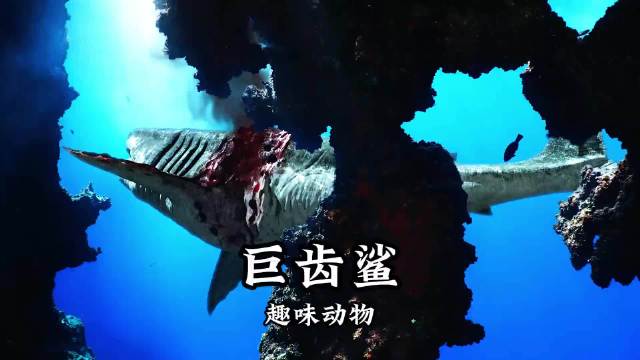 巨齿鲨与利维坦鲸，两大海洋远古巨兽的巅峰之战
