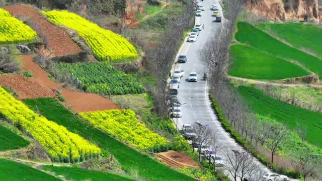 长安这片油菜花海好出圈