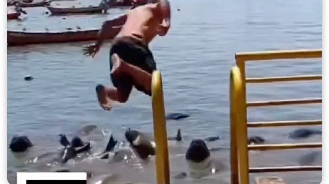 这个人跳入海狮群～ 海狮都想骂他变态