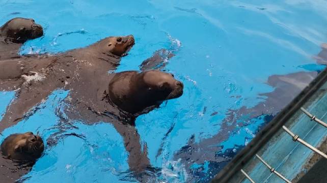 上海海昌海洋公园海狮争食小鱼瞬间