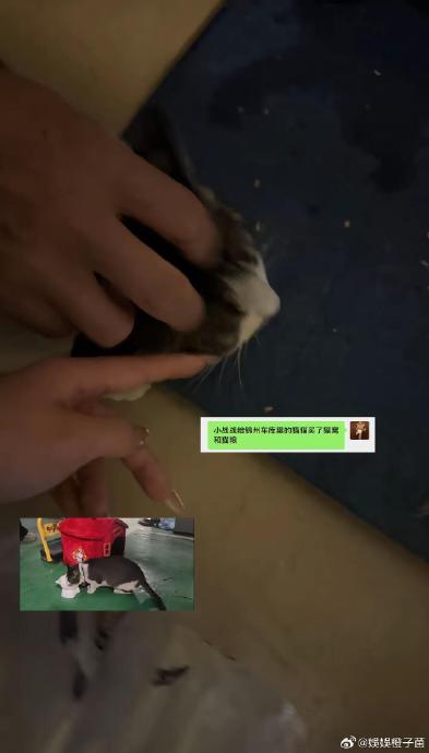 这只锦州的流浪猫为什么会被叫做“战战”？