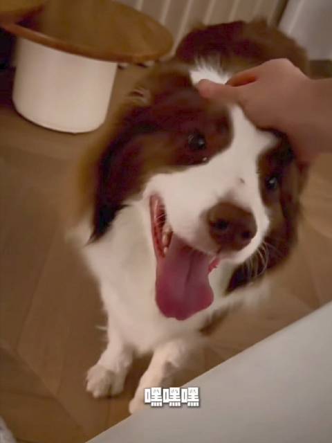 王昶：毛豆的探班vlog 毛豆是天一养的狗狗