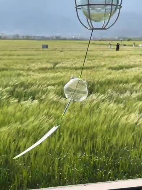 微风穿堂风铃轻摇，清脆铃声荡开温柔涟漪