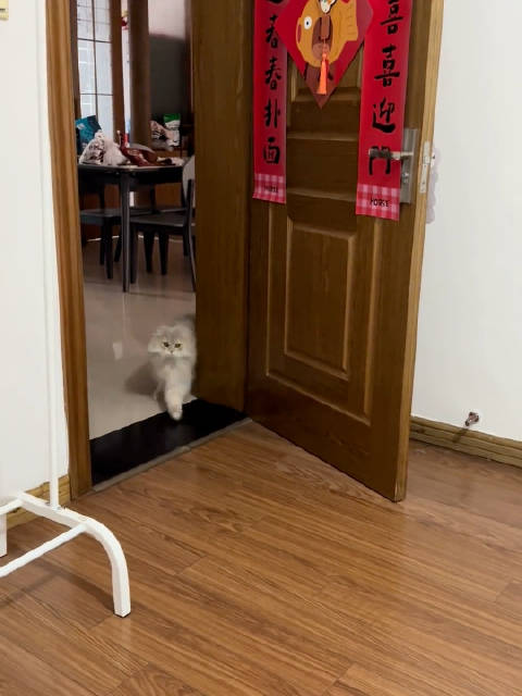 肖战歌声吸引猫咪瞬间靠近