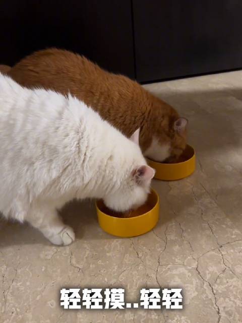 papi酱吐槽女儿喊自己大咪，老胡同款语调引热议