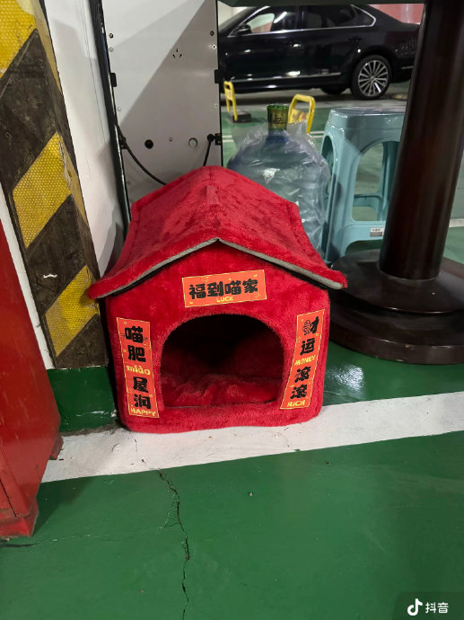 肖战为同名“战战”流浪猫置办红色猫窝，网友：爱是细节！