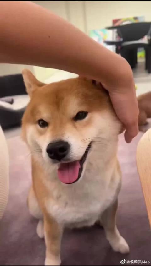 侯明昊温柔抚摸柴犬Monkey画面治愈