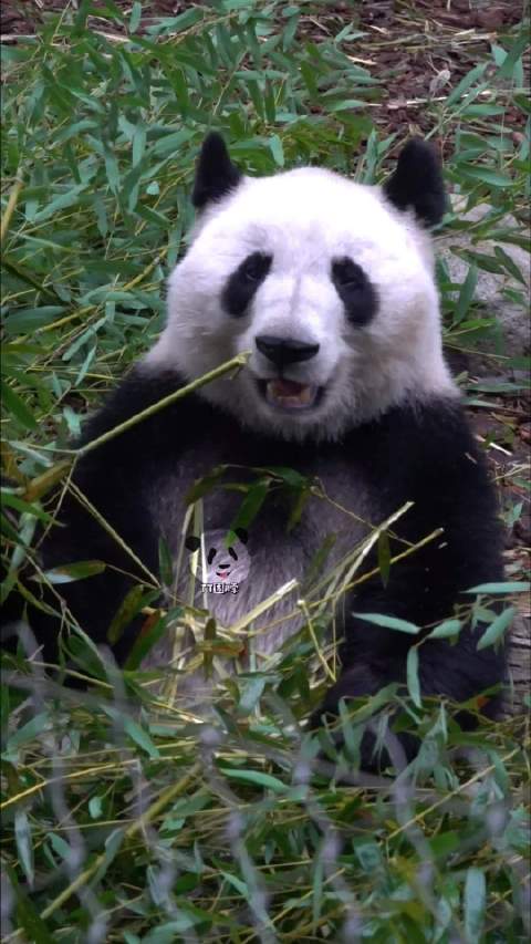 乖乖小叶子早上不仅泡了澡，还陪着ee三轮大正脸 ，没有早早去睡觉，棒棒哒！