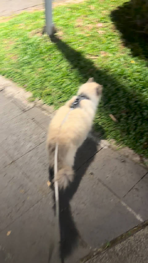 哥哥给你看我的小猫