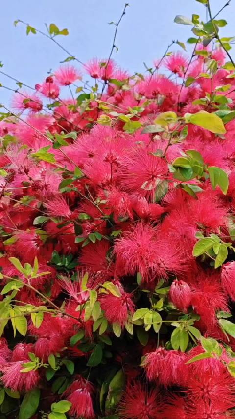 每日一善守心善如花开花落