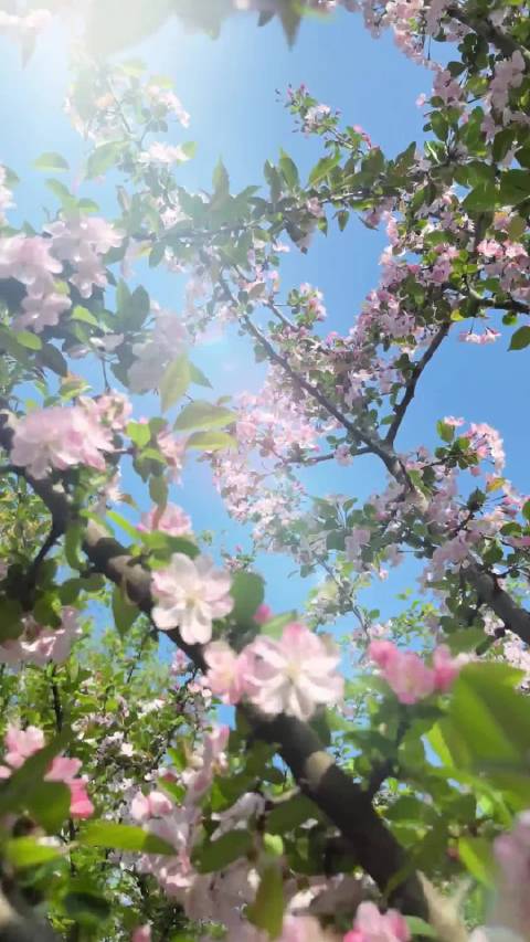 明星WeChat背景图推荐，含杨幂刘诗诗等30余位女星