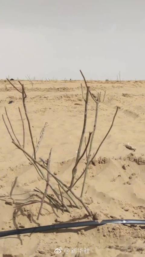 种地吧沙漠开工现场