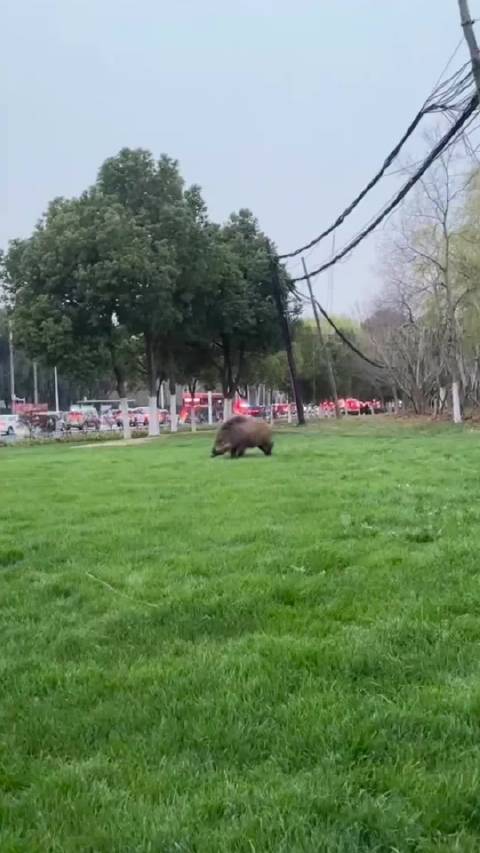 合肥，这狗可以吹一辈子牛逼了：曾经大战野猪