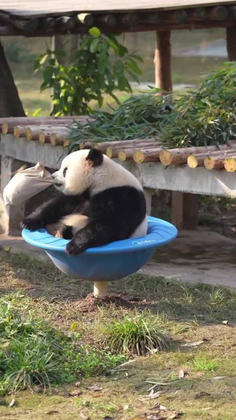 熊猫守护者超话鼓励坚持付出终有回报