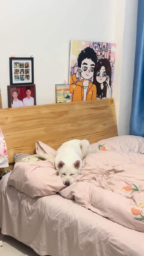 神经兮兮的糖糖