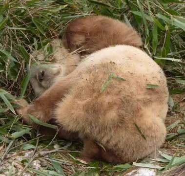 仔仔这么高难度的姿势都能睡着？这睡眠质量太让人羡慕了！