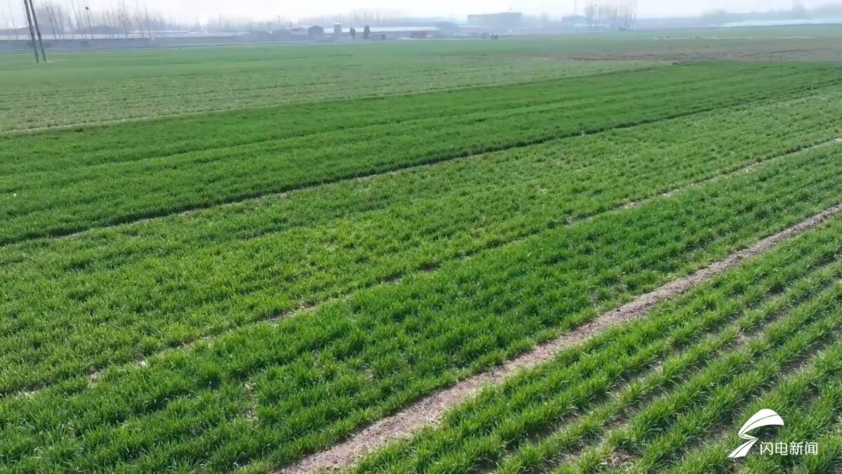 日照莒县：农技专家下沉田间地头 科学指导小麦病虫害防控