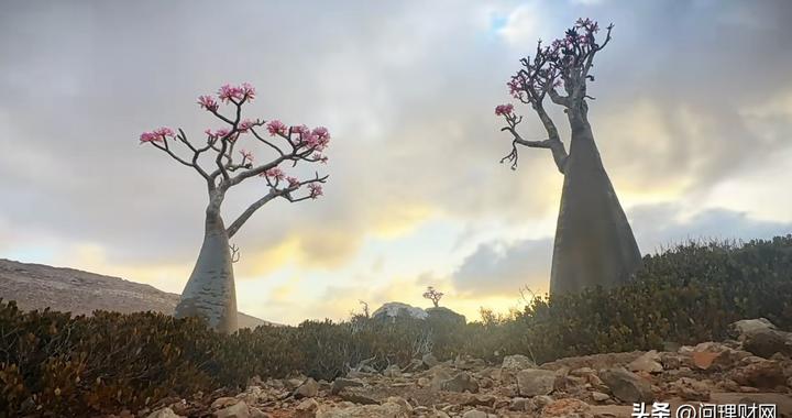 什么情况？股价三连板跌停：抄底资金想跑都跑不掉…