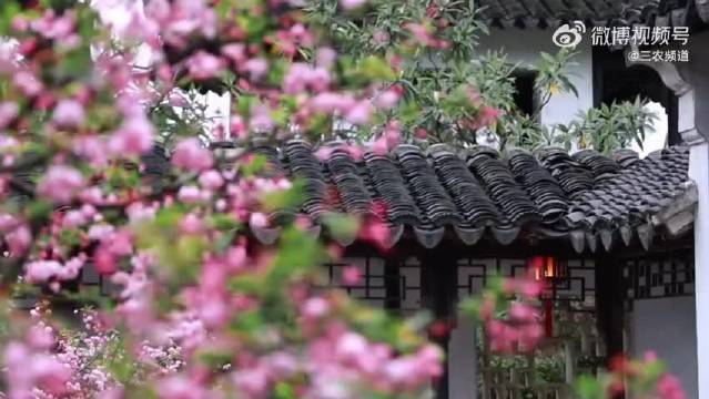 三月苏州园林海棠盛开，成毅献唱共赏春色