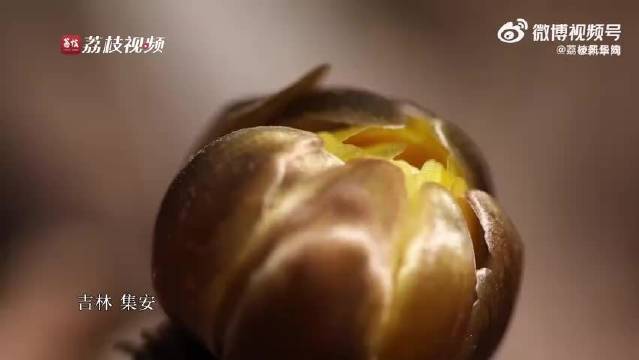 吉林集安冰凌花破雪绽放，金黄花朵点缀山野