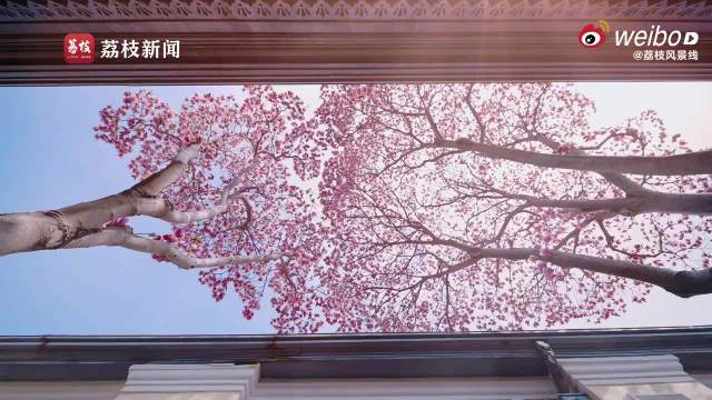 南京总统府紫玉兰盛放，周深歌声伴春意