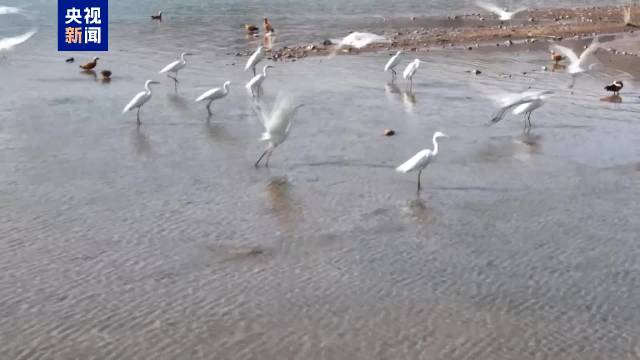 春天“飞”来了！金川峡水库上演候鸟报春 生态大戏