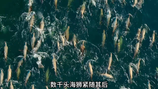 北大西洋最惨烈的绞杀现场：数千头海豚、海狮上万只海鸟集体围猎毛鳞鱼….