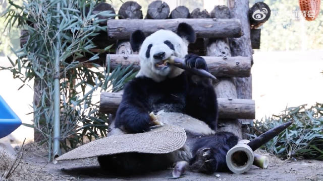 大熊猫丫丫的精致生活