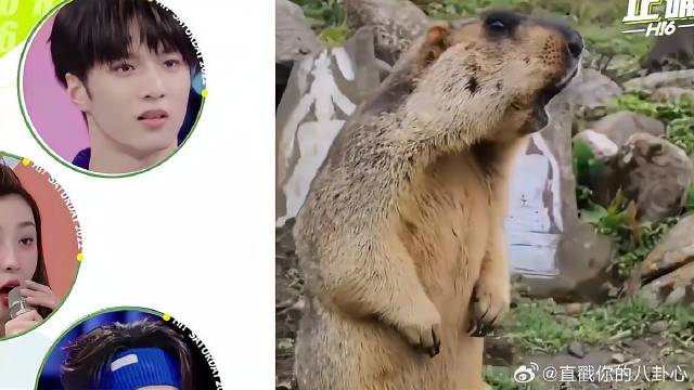 土拨鼠真实叫声曝光，竟是这样叫的，太可爱了