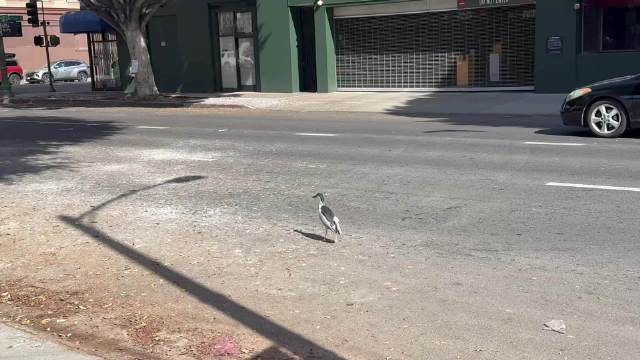 这夜鹭不是应该在夜里水塘里出现的吗？