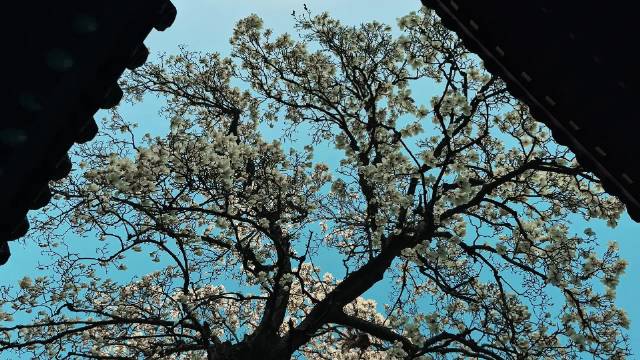 西安南五台白玉兰进入高光时刻