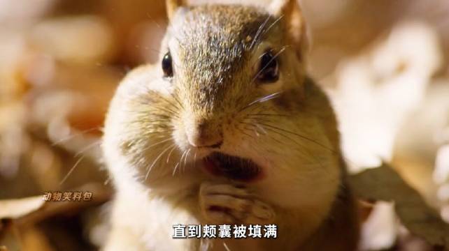 当橡果落下时，我也正在被命运瞄准 花栗鼠 动物世界