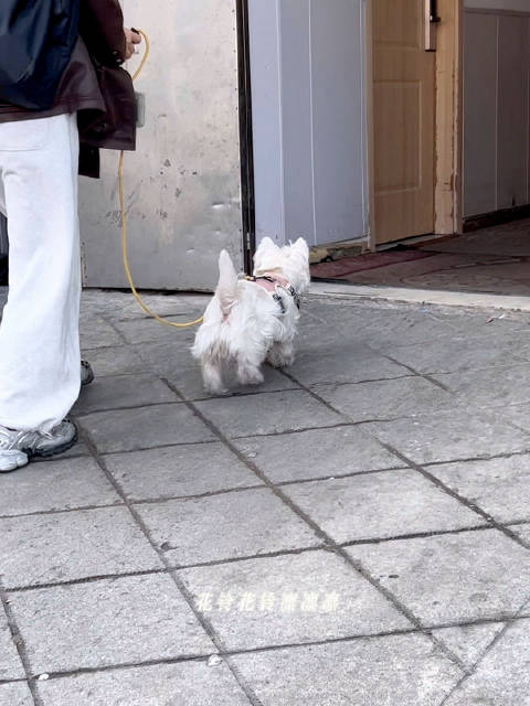 每天见不到王楚然也能见到她的狗狗 小拖小拖我好喜欢你