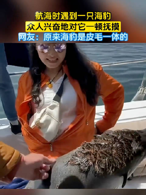 航海时遇到一只海豹，众人兴奋地对它一顿抚摸，网友：原来海豹是皮毛一体的