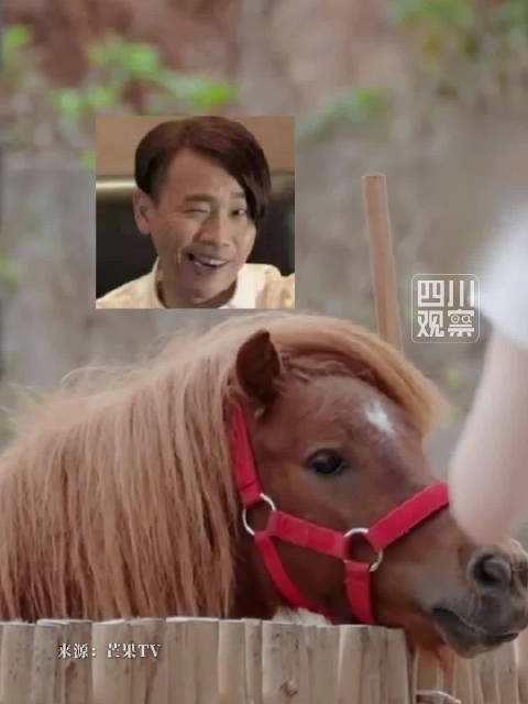 张家齐和全红婵分享斜刘海小马：怎么有点像陶喆老师