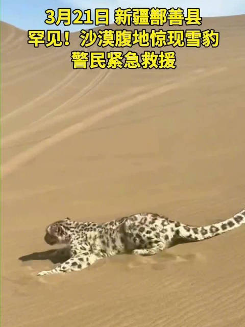罕见！沙漠腹地惊现雪豹，警民紧急救援