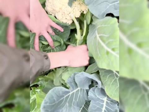 郑恺老婆苗苗养的鸡，都是膘肥体壮的，而且鸡窝看着好干净呀