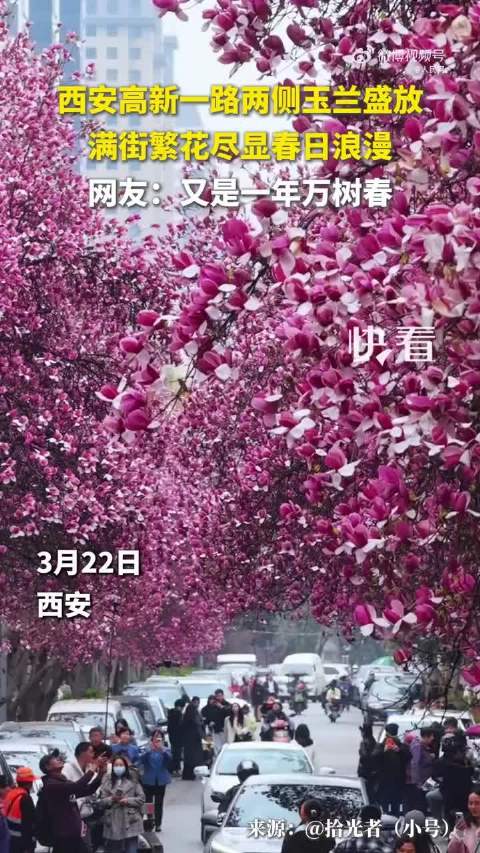 玉兰盛放尽显春日浪漫