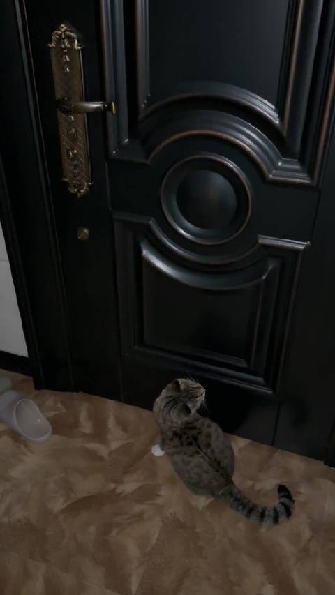 捉到了一只想要越狱的小猫