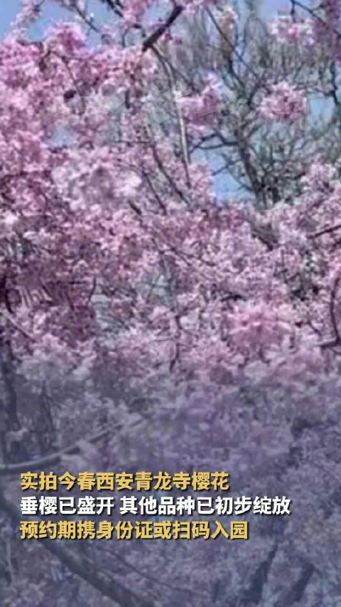 落樱染长安！西安人自己的樱花海开好了