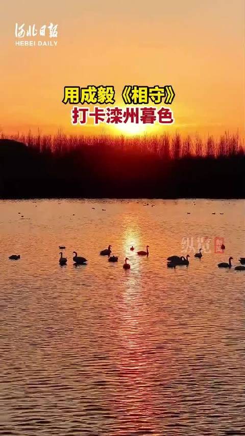 滦州夕阳天鹅共舞，成毅歌声伴诗意暮色