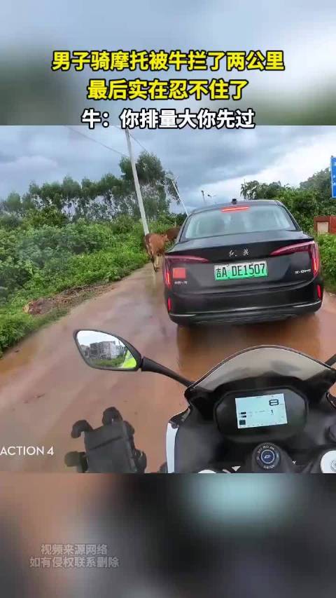 男子骑摩托被牛拦了两公里 最后实在忍不住了 牛：你排量大你先过
